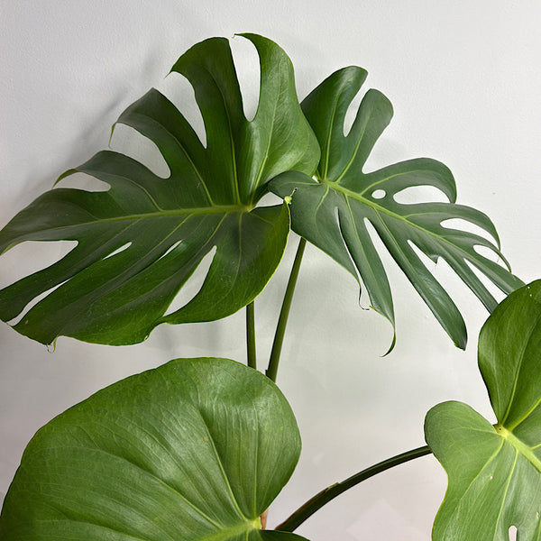 Monstera Deliciosa in Large Oslo Pot Brick