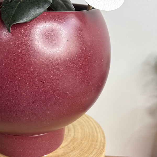 Burgundy Ficus in Large Orbit Ruby