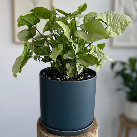 Syngonium in Large Oslo Pot Navy