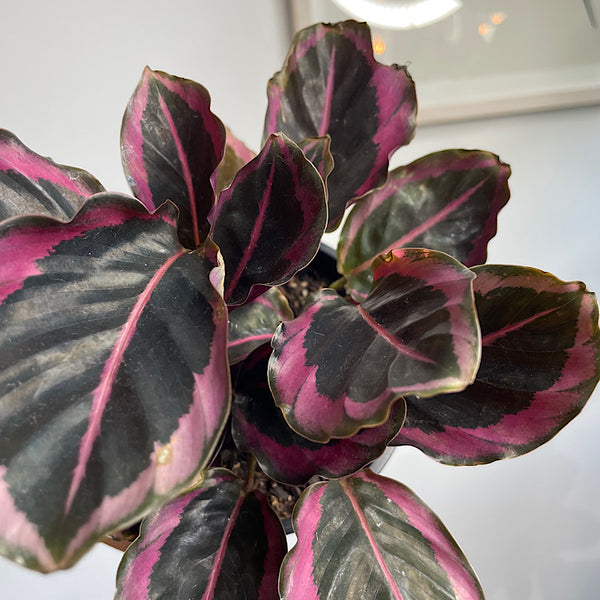 Calathea Red Mojo 130mm
