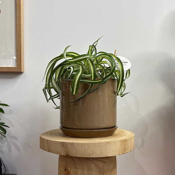 Curly Spider Plant in Medium Oslo Pot Espresso