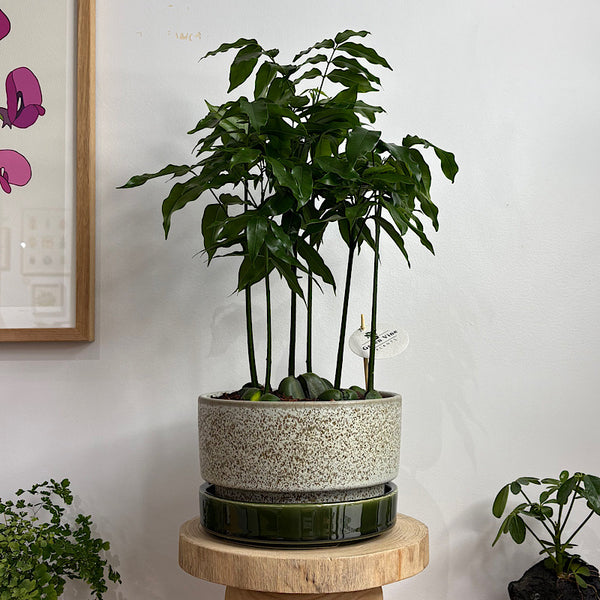 Magic Bean Forest in Large Wide Pollock Pot Limestone