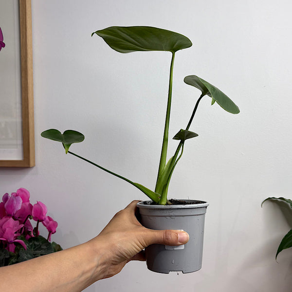Monstera  Deliciosa 105mm
