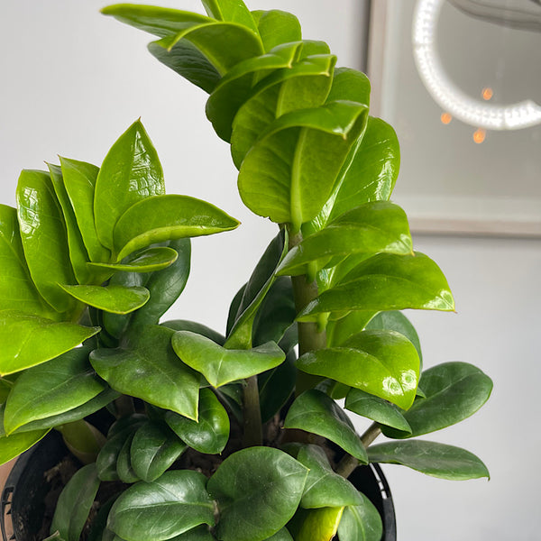 Zamioculcas Zenzi Dwarf Zanzibar Gem 140mm