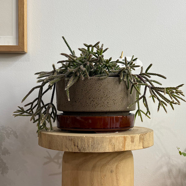 Rhipsalis Pilocarpa in Wide Pollock Pot Oxide