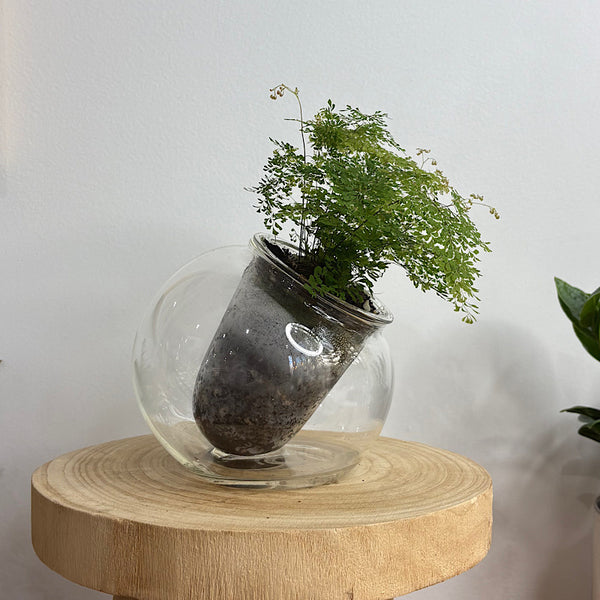Maidenhair Charlotte Fern in Tilted Self Watering Glass Po