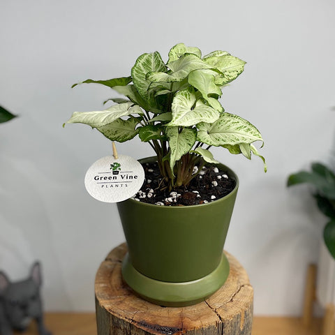 Syngonium Randy in Small Hamburg Pot Avocado