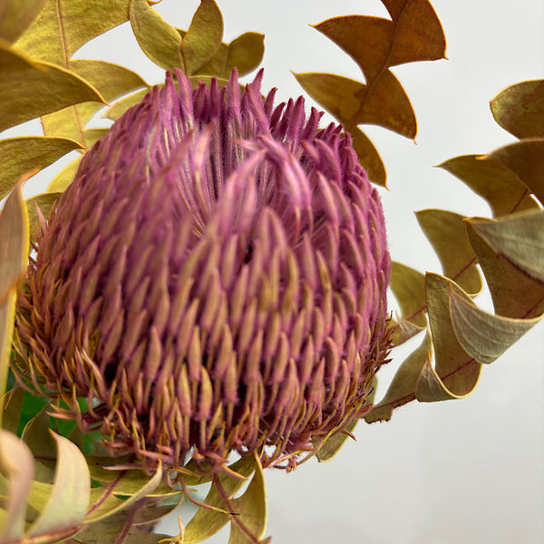 Dried Australian Banksia Baxteri