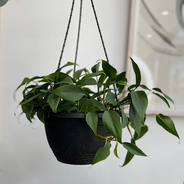 Philodendron Cordatum Heartleaf 200mm Hanging