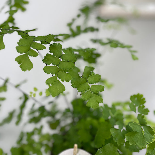 Maidenhair Fern in Large Self Watering Glass Pot