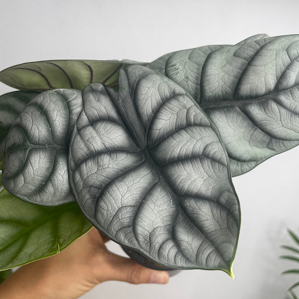 Alocasia Silver Dragon 90mm