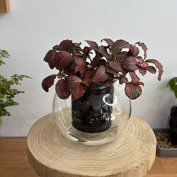 Fittonia in Medium Self Watering Glass Pot