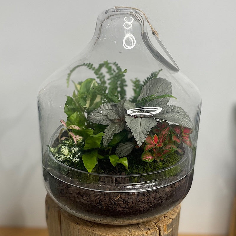 Large Teardrop Dome Terrarium #0423