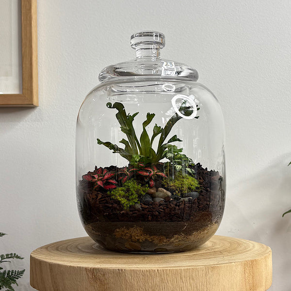 Fern & Fittonia Medium Frida Terrarium