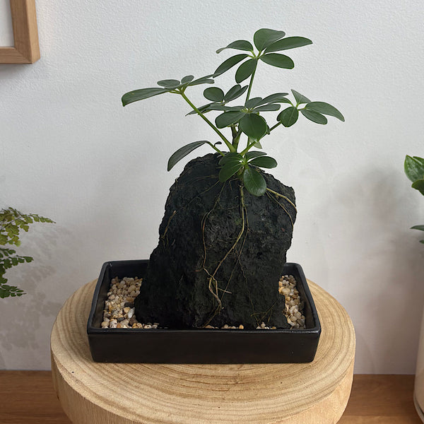 Schefflera Life on the Rocks in Black Pot
