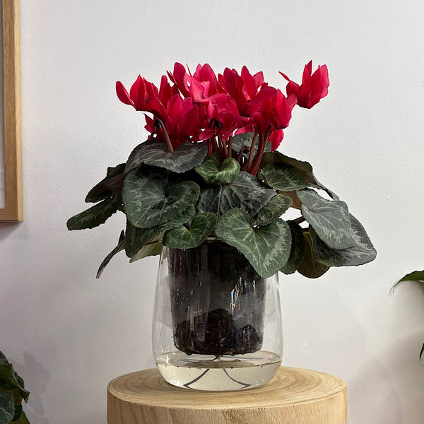 Cyclamen Red in Large Self Watering Glass Pot