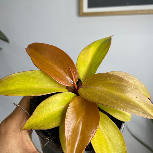 Philodendron Prince of Orange 100mm
