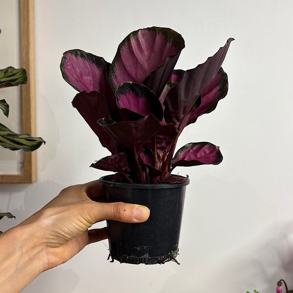 Calathea Purple Rose 100mm