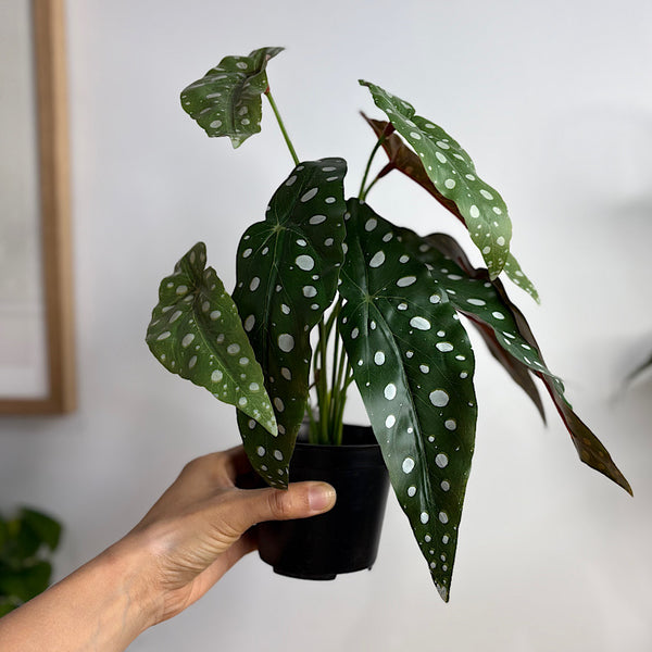 Artificial Begonia Maculata Polka Dot Begonia