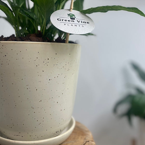 Domino Peace Lily in Medium Gerti Pot White