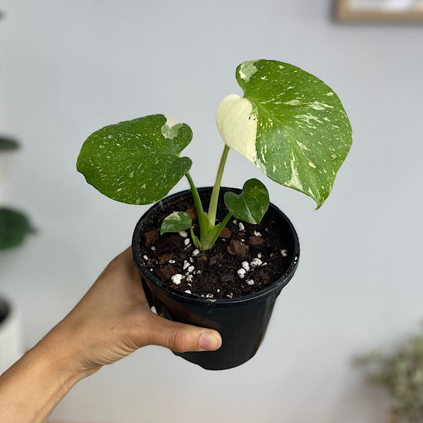 Monstera Thai Constellation Variegated 120mm