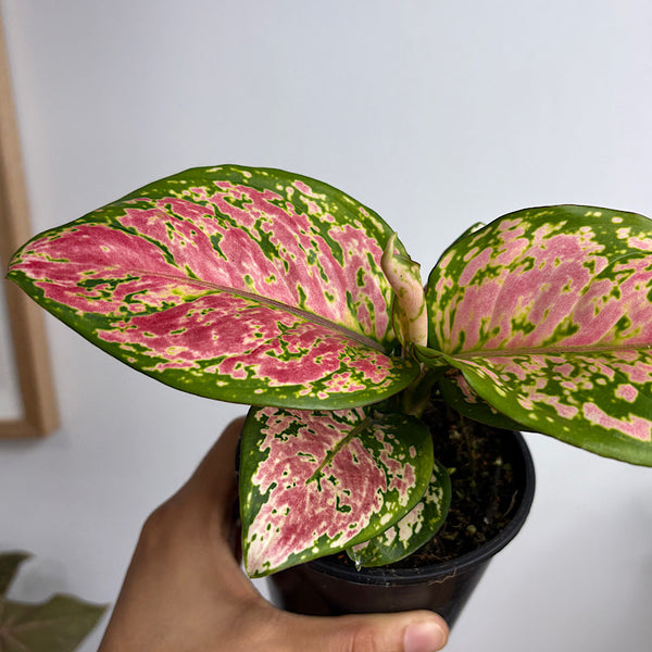 Aglaonema Crimson Valentine 100mm