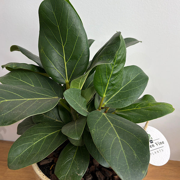Ficus Audrey in Large Gerti Speckle Pot