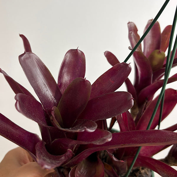 Neoregelia Fireball Bromeliad Hanging 140mm