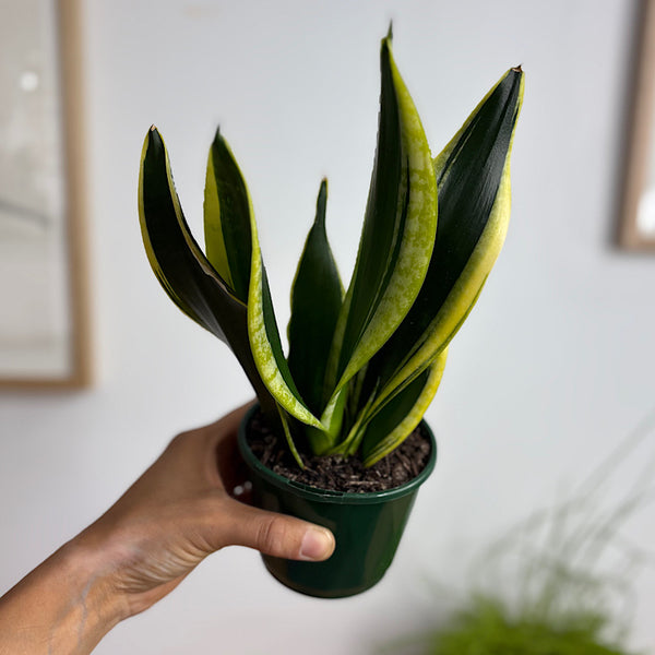 Sansevieria Trifasciata Black Gold Snake Plant 100mm