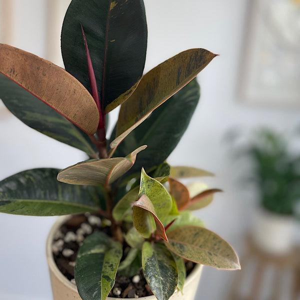 Ficus Marble in Medium Gerti Speckle Pot