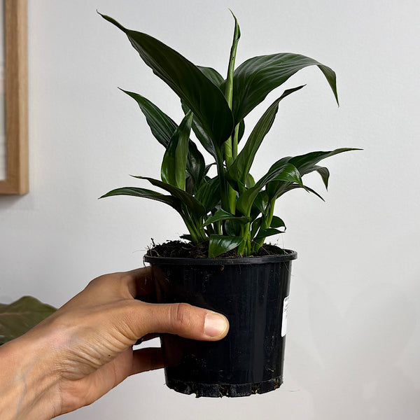 Spathiphyllum Crown Peace Lily 100mm