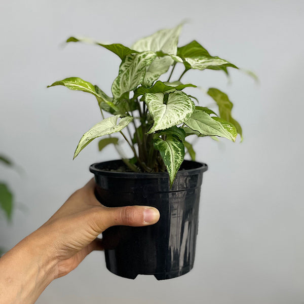 Syngonium Randy 130mm