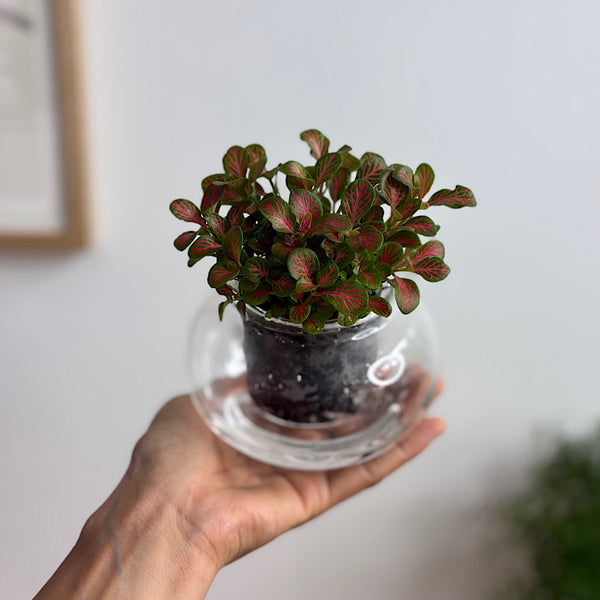 Fittonia in Small Self Watering Glass Pot