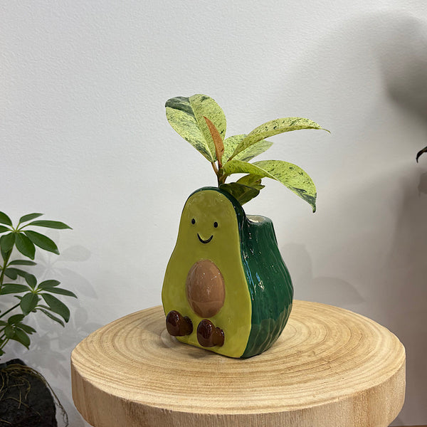 Ficus Plant in Aimee Avocado Pot