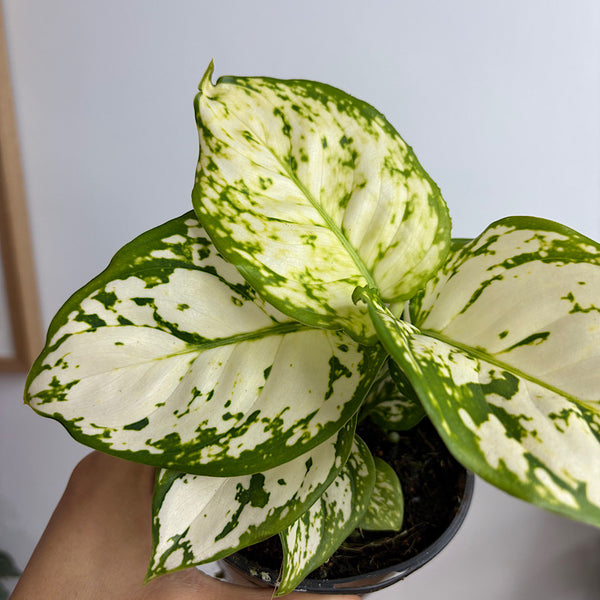 Aglaonema White Valentine 100mm