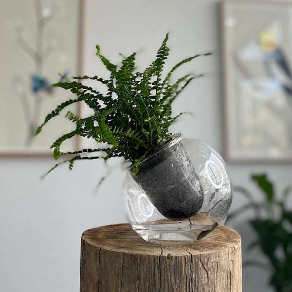 Lemon Button Fern in Tilt Self Watering Glass Pot