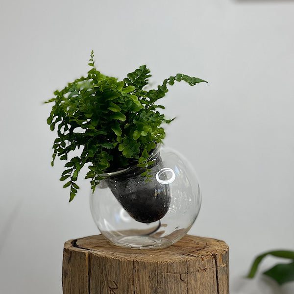 Boston Fern in Tilt Self Watering Glass Pot