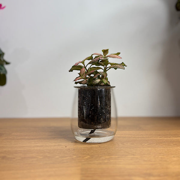 Fittonia Pink in Mini Self Watering Glass Pot