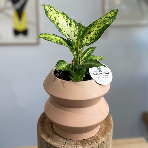 Dieffenbachia Amy in Small Hanover Pot Peach