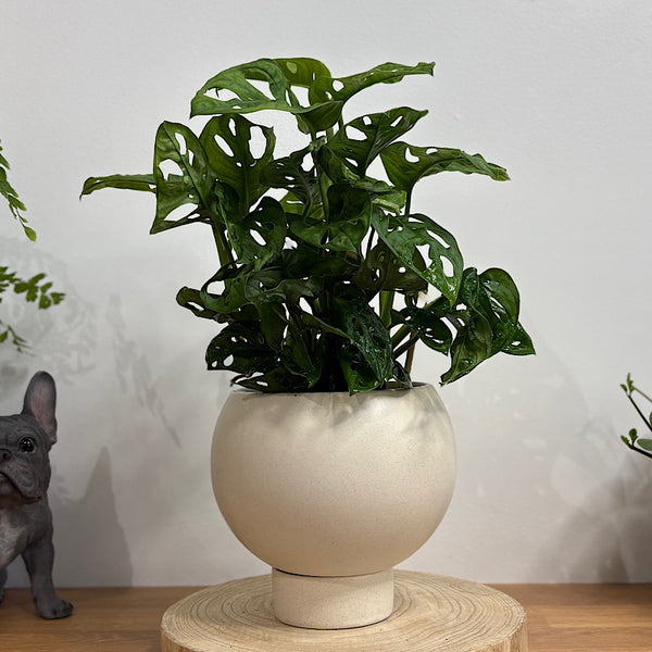 Monstera Monkey Mask in Small Orbit Oatmeal