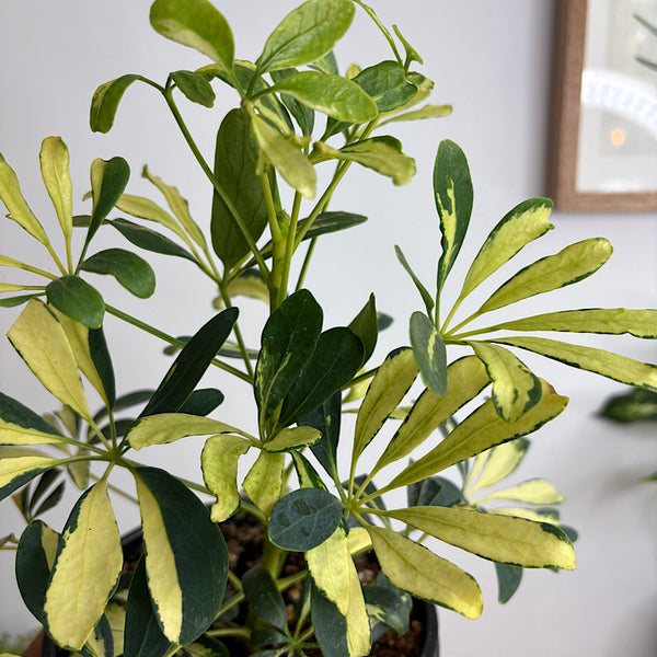 Schefflera Madam De Smet Variegated Dwarf Umbrella Tree 155mm