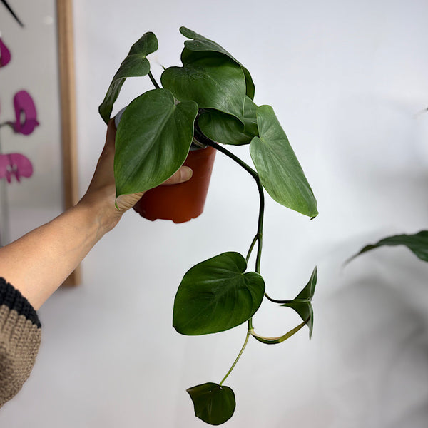 Philodendron Cordatum Heart Leaf 130mm