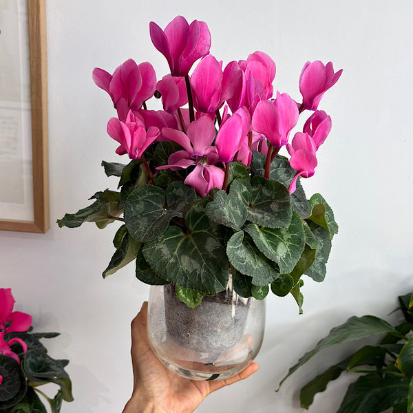 Pink Cyclamen in Large Clear Self Watering Glass Pot
