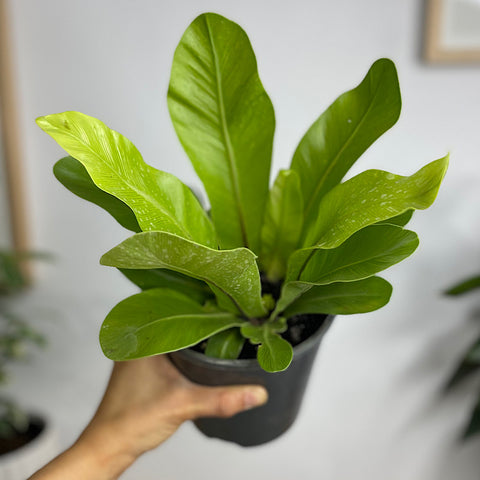 Asplenium Australasicum Birds Nest Fern 140mm