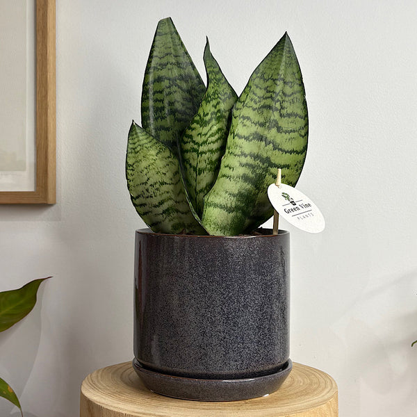 Sansevieria Snake Plant in Medium Oslo Pot Licorice