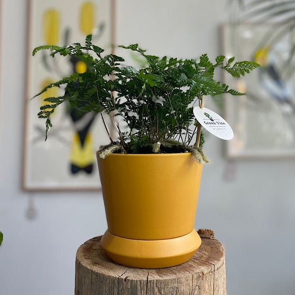 Rabbits Foot Fern in Small Hamburg Pot Tobacco