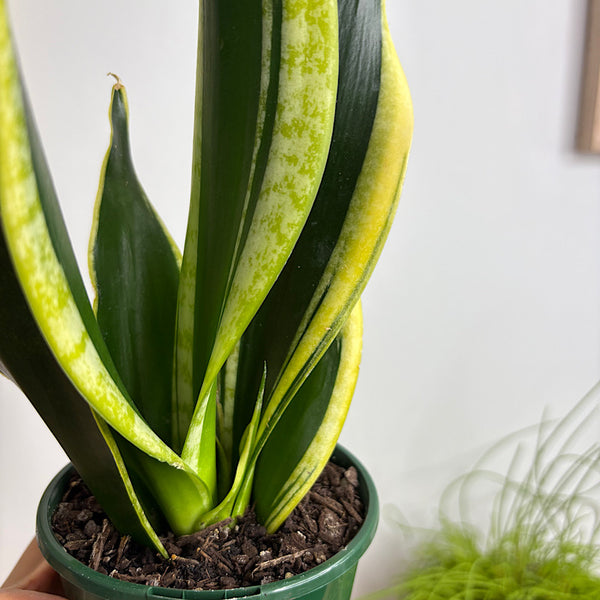 Sansevieria Trifasciata Black Gold Snake Plant 100mm