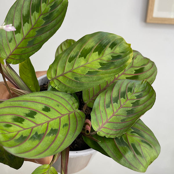 Maranta Leuconeura Erythroneura Red Vein 105mm