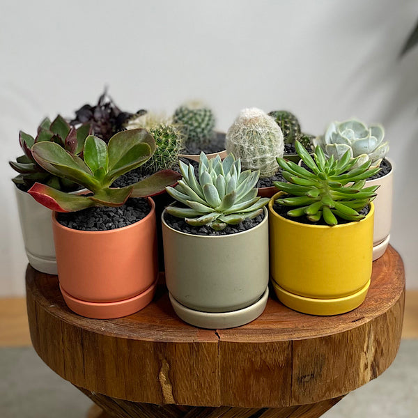 Succulent/ Cactus in Mini Oslo Pot