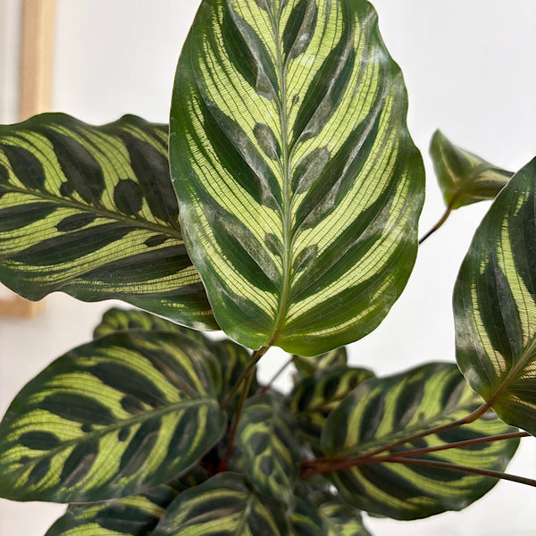 Calathea Makoyana Peacock Plant 130mm